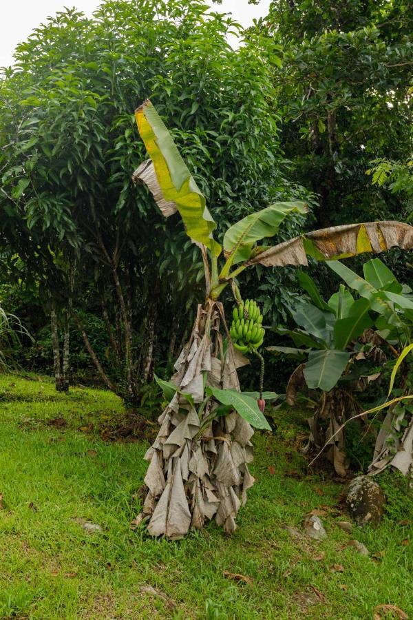 Rainforest Retreat 15 Min From The Beach Luquillo Esterno foto